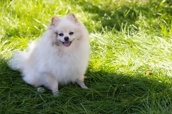 Dirty spitz sitting on the green grass in the garden. Dirty dog after walk