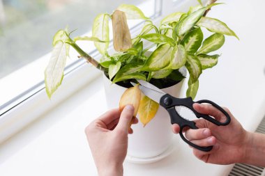 Dieffenbachia bitkisinin makaslı sarı yapraklarıyla kesen insan elleri. Bitkilerin hastalıkları.