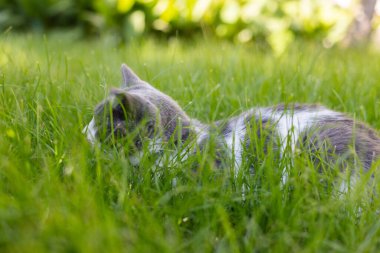Yeşil çimlerin üzerinde oturan kedi. Kedi çimenlerde saklanıyor, avlanıyor..