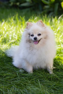 Bahçedeki yeşil çimlerin üzerinde oturan pis tükürük. Yürüyüşten sonra pis köpek.