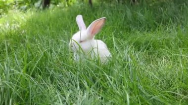 Bahçedeki yeşil çimlerin üzerinde beyaz tavşan. Tavşan çimenlerde saklanıyor.