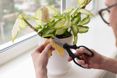 Dieffenbachia bitkisinin sarı yapraklı makasıyla kesen adam. Ev bitkilerinin hastalıkları