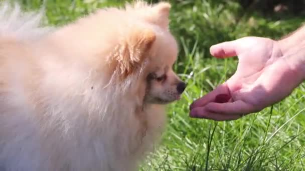 男は犬にラズベリーを提案する 犬は男の手からベリーを食べたくない フルHd映像 — ストック動画