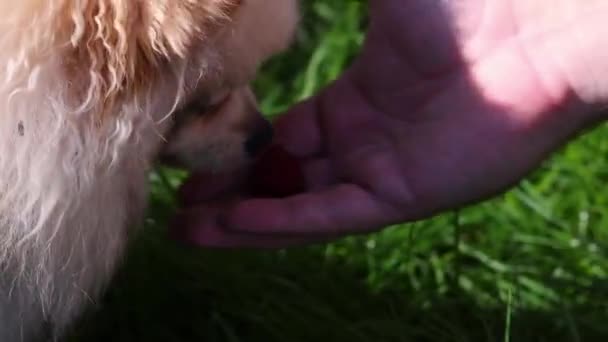 Spitz Comendo Bagas Mão Homem Cão Feliz Com Cabeça Suja — Vídeo de Stock