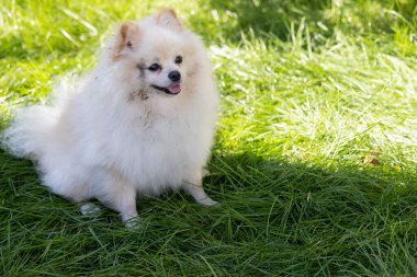 Bahçedeki yeşil çimlerin üzerinde oturan pis tükürük. Yürüyüşten sonra pis köpek..