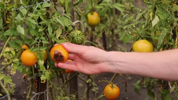 Hombre Escoge Tomate Con Mancha Marrón Enfermedades Los Tomates — Vídeo de stock