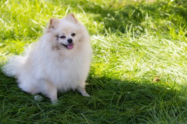 Yeşil çimlerde oturan ve dudaklarını yalayan pis kafalı Spitz 'in portresi. Pis köpek..