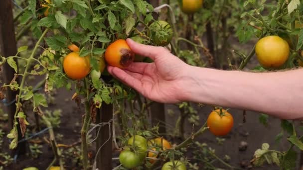 Hombre Escoge Tomate Con Mancha Marrón Enfermedades Los Tomates — Vídeos de Stock