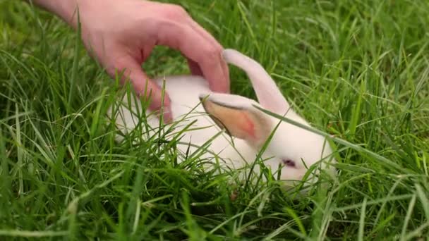 Mans Рука Погладжує Білого Пухнастого Кролика Чоловік Білим Кроликом Газоні — стокове відео