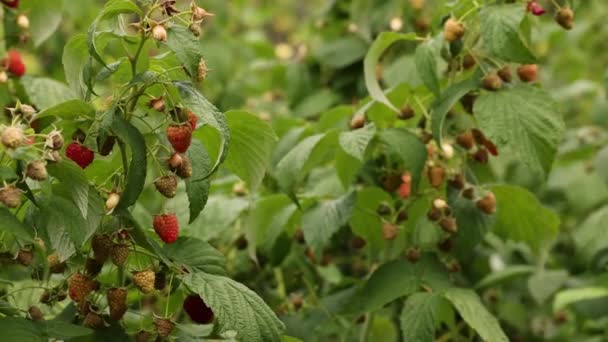 Frambozen Fruit Natuurlijke Teelt Van Bessen Boerderij Eco Gezond Biologisch — Stockvideo