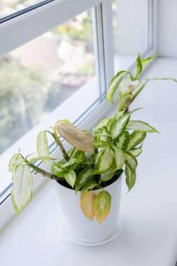 Pencere kenarında sarı yapraklı dieffenbachia bitkisi. Ev bitkisi hastalıkları