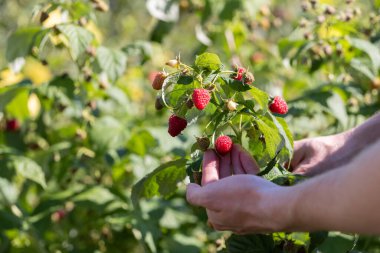 Bahçedeki olgun ahududuları kontrol eden adam, yakın plan. Hasat konsepti