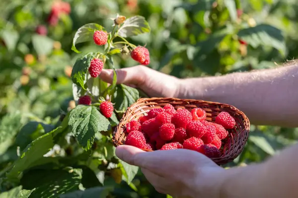 Man hands picking raspberries into a small wicker bowl. Closeup. Harvesting concept.