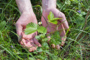 Genç bir çilek filizi ile erkek elleri
