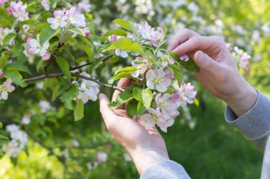 Bahçıvan çiçek açan elma ağacını kontrol ediyor.