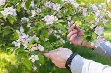 Bahçıvan elma ağacının dallarına bakıyor.