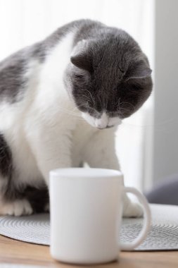Kedi mutfak masasında oturuyor ve çay fincanına bakıyor. 