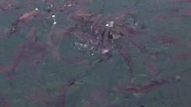 Birçok farklı balık suda yemek için savaşıyor. 4k görüntü