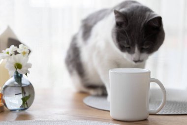 Kedi mutfak masasında oturuyor ve fincanda kedi tüyü olan çay fincanına bakıyor. Kedi terbiyecisi.