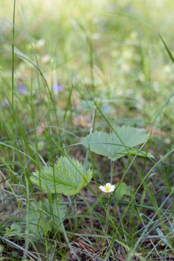 Ormanda küçük bir çiçekle birlikte çilek filizleri.