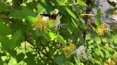 Hanımeli çiçekleri. Sarı ve beyaz çiçekli bir dal rüzgarda sallanıyor. 4k görüntü