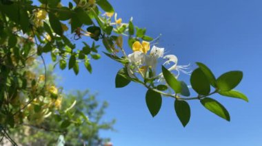 Sarı ve beyaz çiçekli bir dal mavi gökyüzüne karşı rüzgarda sallanıyor. 4k görüntü