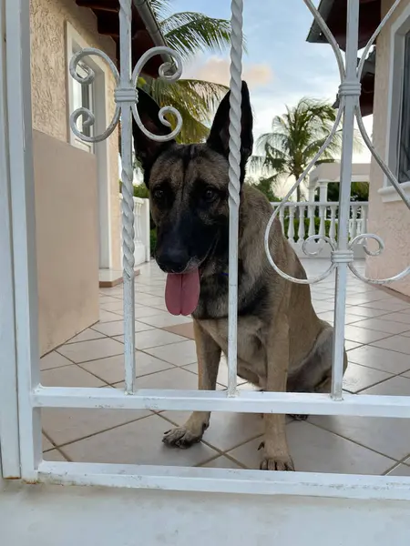 Çitlerden bakan meraklı bir köpek.