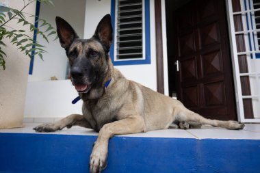 Çoban köpeği gürültülü çevreye dikkat etti.