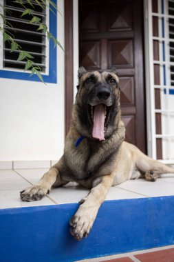 Ağzını açıp verandada yatan koca dilli çoban köpeği.. .