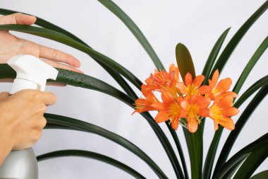 Kadınların elleri Clivia House bitkisine su püskürtüyor.