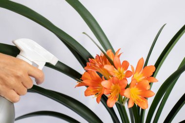 Kadınların elleri Clivia House bitkisine su püskürtüyor.