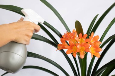 Clivia yapraklarına su püskürten bir kadın. Yakın çekim..