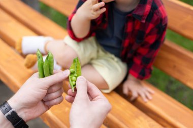Baba küçük çocuğuna taze bezelye verir. Sağlıklı gıda konsepti. Seçici odak.