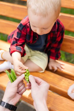 Küçük çocuk taze yeşil bezelye yer, bu da babasına verir. Sağlıklı gıda konsepti. Seçmeli odak, ayrışma