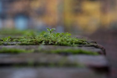 Etrafı liken ile çevrili küçük bir fabrikaya yakın plan. Odak arkaplanı dışında, duvar kağıdı.