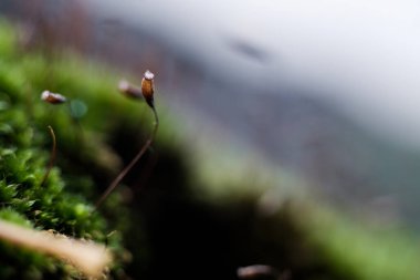 Çok küçük bir kış çiçeğinin odak noktası olmayan yeşilliklerle çevrili makro manzarası.