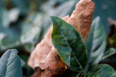 İki yaprağın ayrıntıları, biri yeşil diğeri turuncu. Yapraklar odaklanmış ama arka plan bulanık. Yapraklar kırılmış..