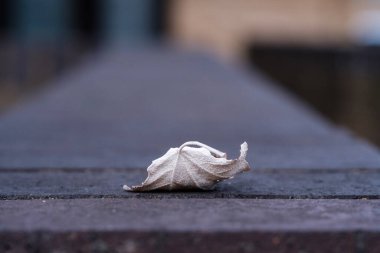 Tuğla tırabzanda ıssız bir sonbahar yaprağı. Sadece yaprak odaklı. Sert tuğlalar.