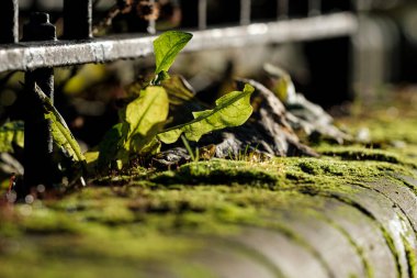 Green plant growing on lichen on horizontal bricks. Nature in city concept.