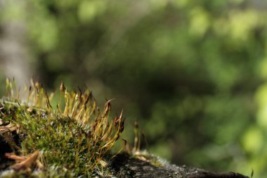 Yosun, makro görüntü üzerinde büyüyen çok küçük bitkiler. Yeşil bulanık arkaplan. Şehirdeki botanik ve doğa..