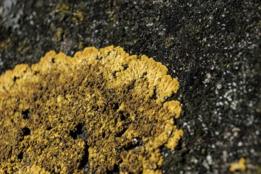 İlkbahar güneşi altındaki kaba taşın üzerindeki sarı liken görüntüsü. Doku yüzeyi duvar kağıdı için mükemmel. Doğa ve biyoloji.