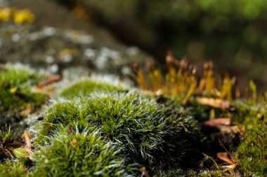 Güneşin altında yumuşak yosunlara yakın çekim. Makro görüntü makro uzatma tüpüyle yapılmış. Bulanık yeşil arkaplan.