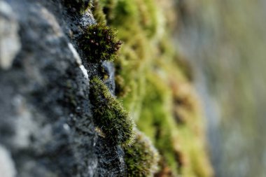 Yosun ve taşın makro görüntüsü. Doku ve doğa kavramı. Duvar Kağıdı.