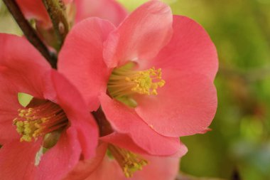 Kırmızı çiçeklerin makro görüntüsü anterleri, çiçekleri ve yaprakları gösteriyor. Bahar zamanı, duvar kâğıdı için gevşek görüntü.