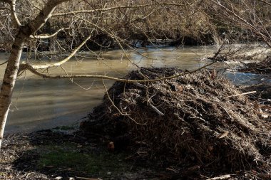 Nehrin kıyısına dallar ve çamurla inşa edilmiş, çıplak kış ağaçlarıyla çevrili büyük kunduz barajı vahşi yaşam için doğal bir yaşam alanı oluşturuyor.