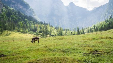 Berchtesgaden, Almanya 'da dağlarla çevrili güzel dağlık çayırlarda otlayan tek bir inek..