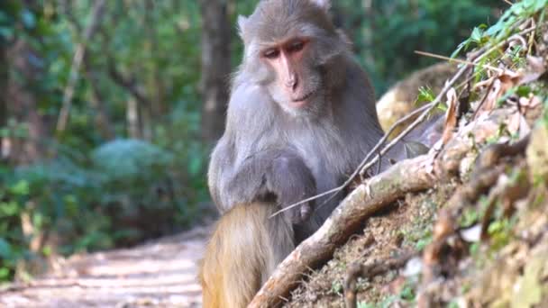 Mono Macaco Enfriándose Comiendo Una Selva Full 24Fps Hong Kong — Vídeos de Stock
