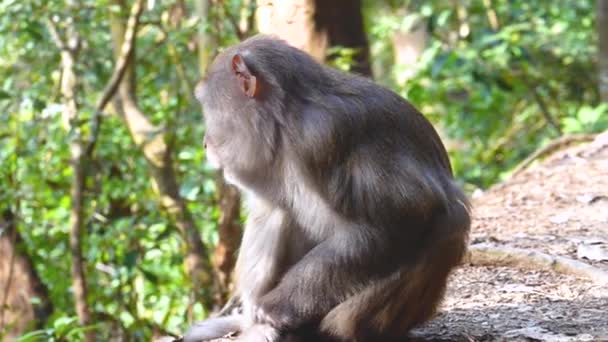 Maymun Makağı Ormanda Oturuyor Etrafa Bakıyor Full Fps Hong Kong — Stok video