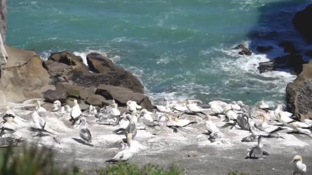 Havsfåglar Häckande Och Avkopplande Vid Nya Zeelands Kust — Stockvideo