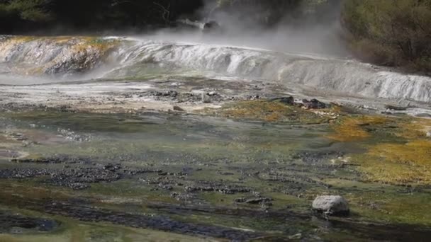 Ormanın Kenarında Buharlaşan Jeotermal Arazi Full Yeni Zelanda — Stok video